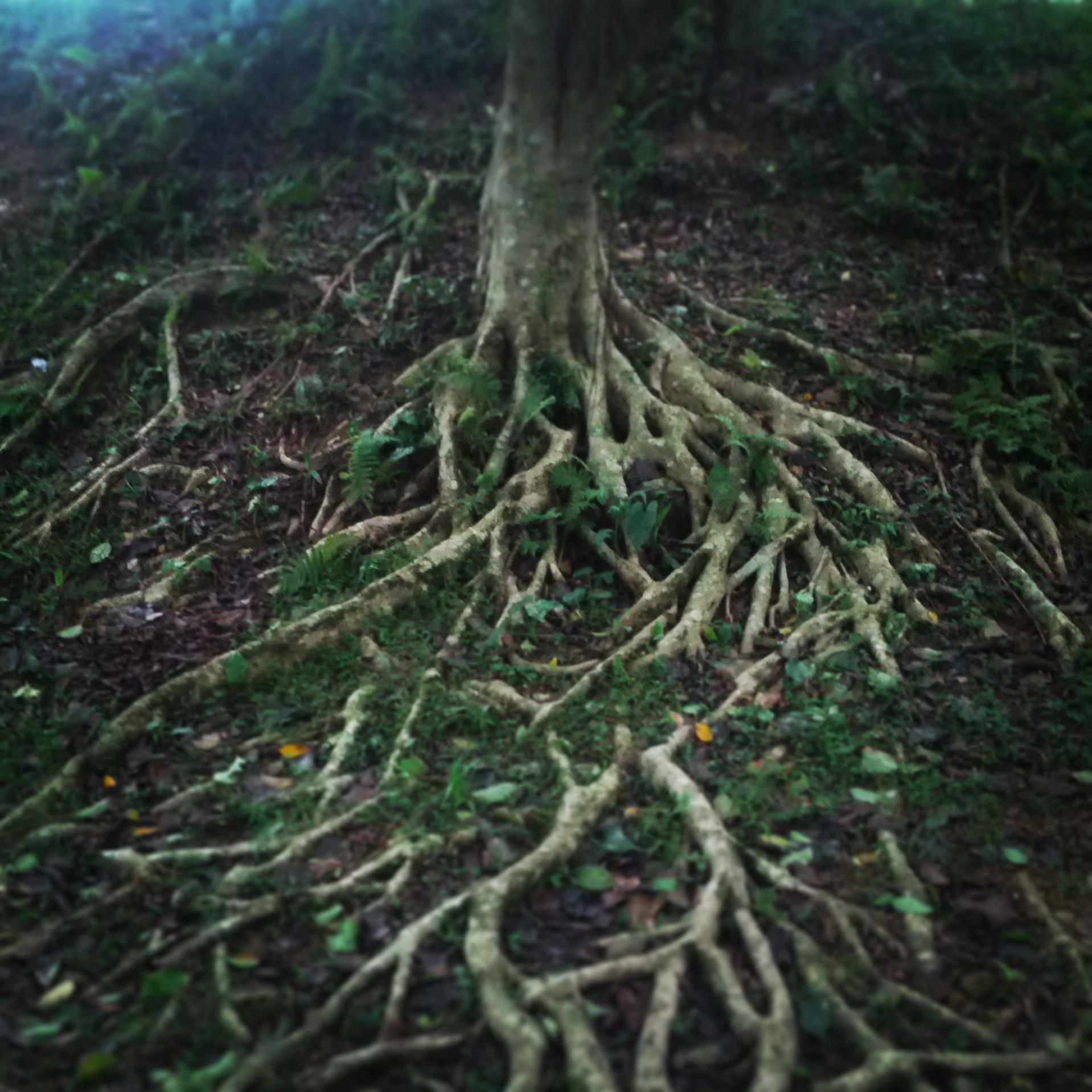 Root