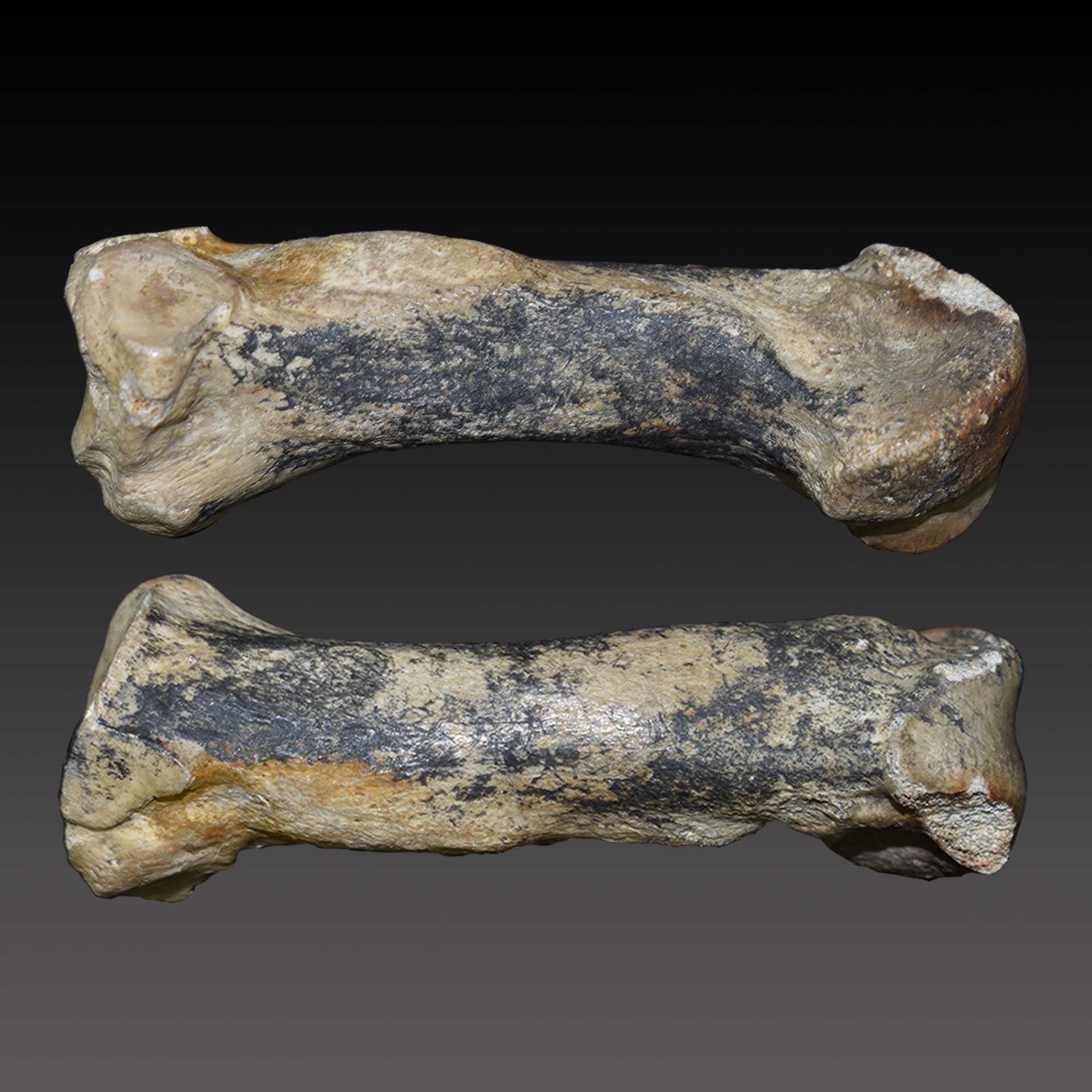 骨头化石