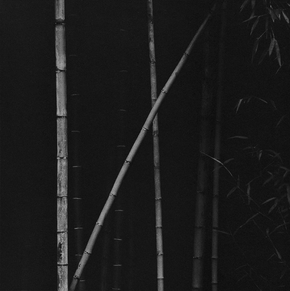 竹 Bamboo