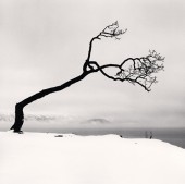 Kussharo Lake Tree, Study 7, Kotan, Hokkaido, Japan, 2007