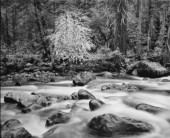 Merced River and Forest,1983
