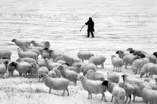 寒冬中的牧羊人