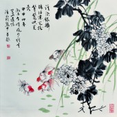 菊花金鱼