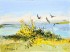 卡马尔格 - 金雀花、海鸥和大海