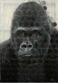远望的猩猩-3The Gorilla Looking Far into the Distance-3