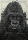 远望的猩猩-4The Gorilla Looking Far into the Distance-4