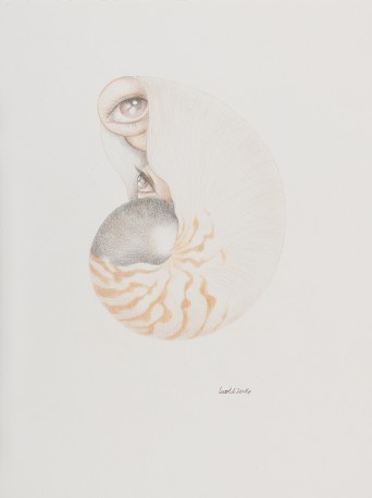 《鹦鹉螺》