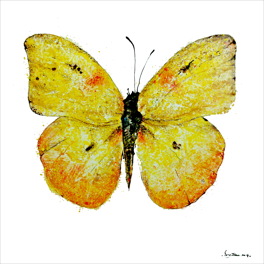 《蝴蝶标本3》