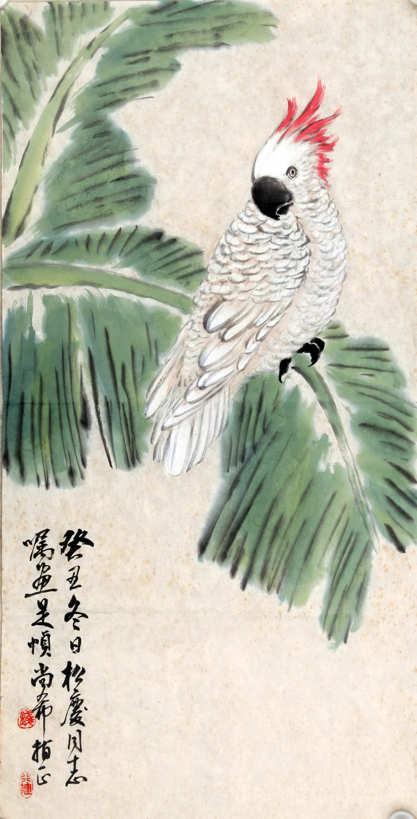 芭蕉鹦鹉