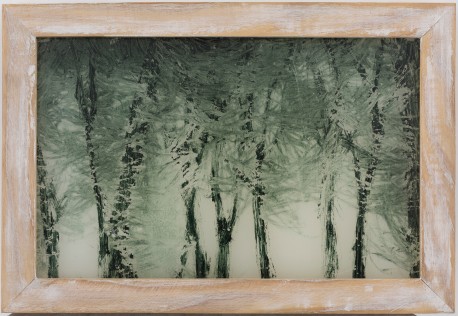画室窗外的树林