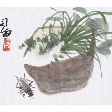 小虫莒蒲 