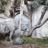 Rhino and wall