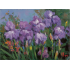 W180-A035紫色花