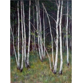 白桦林，布面油画，2015,60X80cm