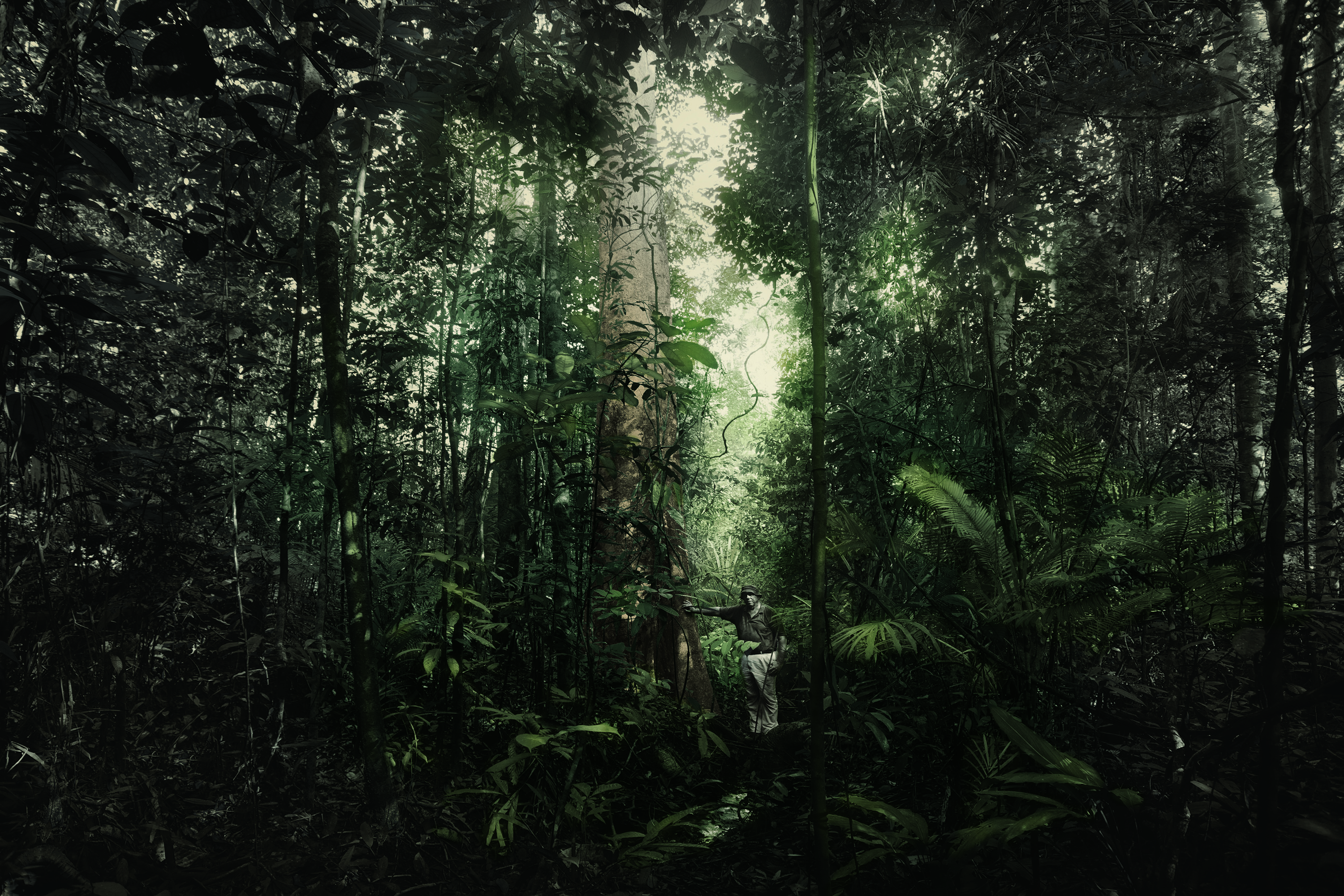 Alstonia Pneumatophora, Nee Soon Swamp Forest
