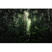 Alstonia Pneumatophora, Nee Soon Swamp Forest