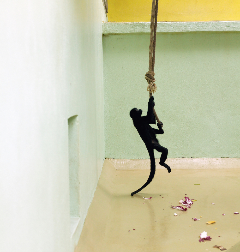 Spider Monkey, Green and Yellow Enclosure