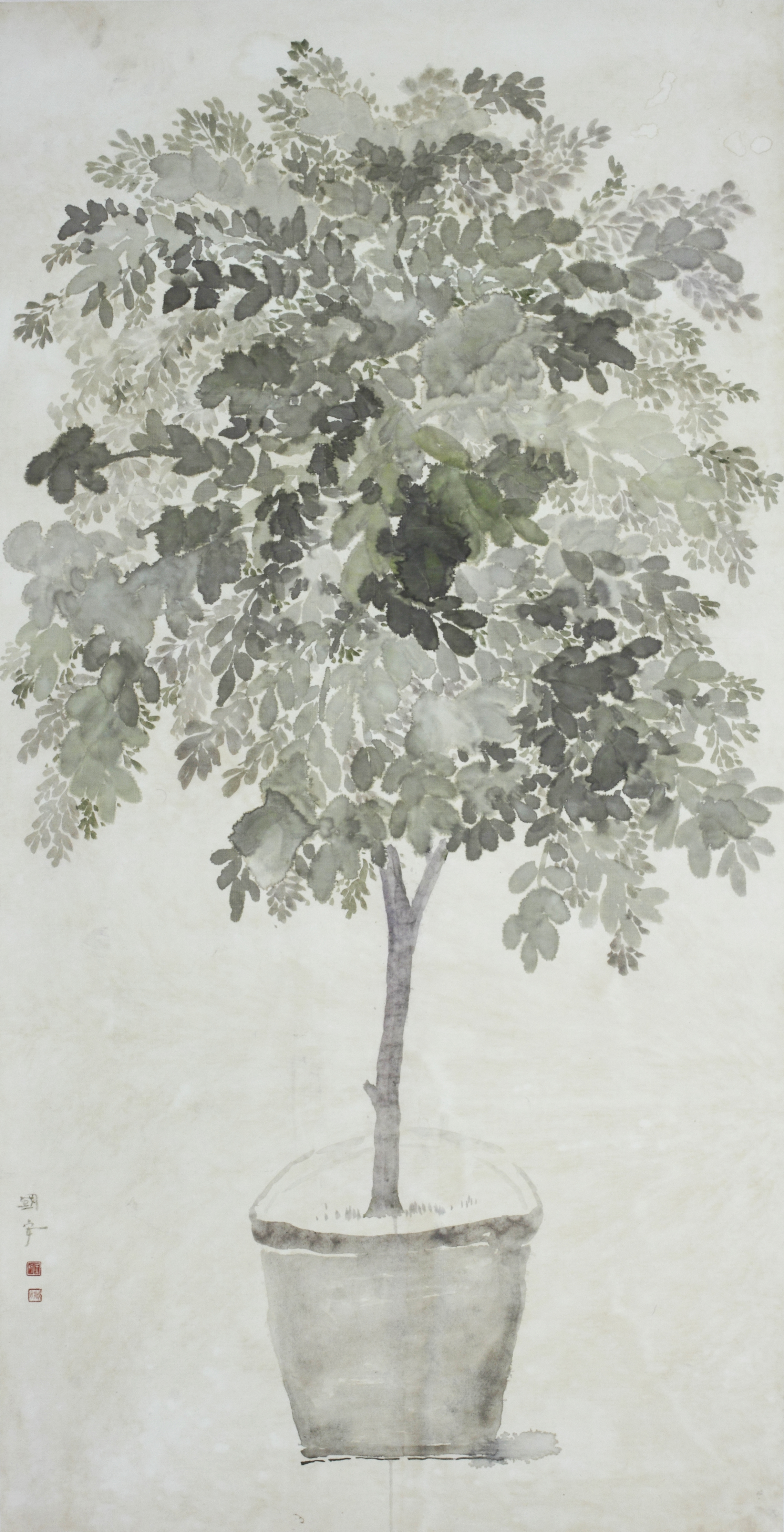静物-菩提树