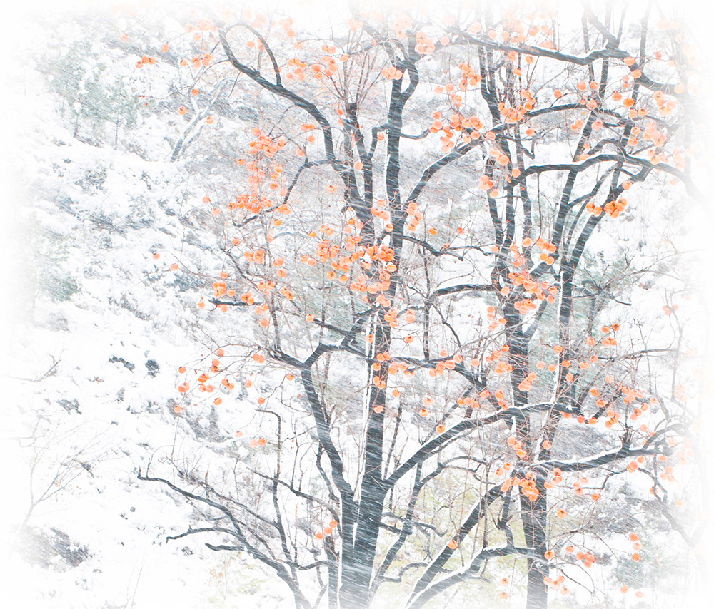  雪中柿子树