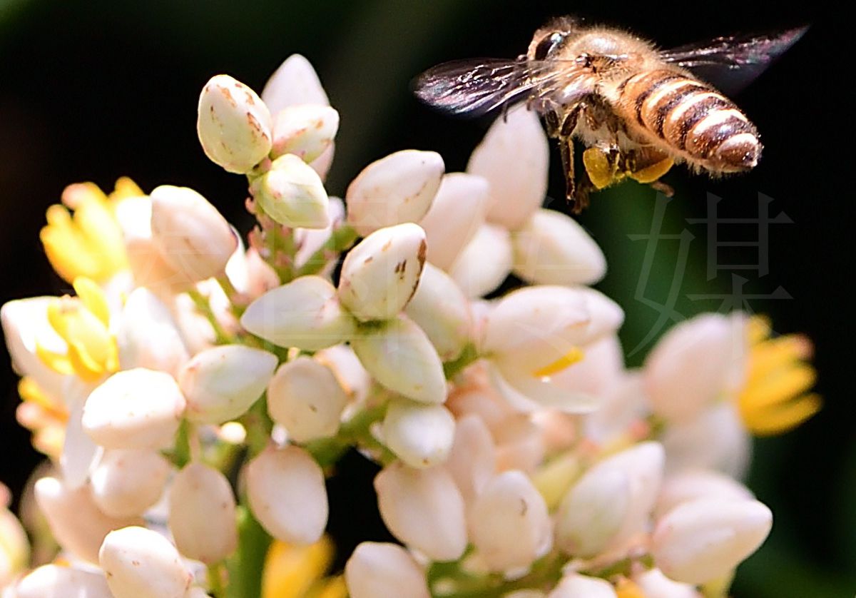 蜜蜂采蜜微矩系列1A