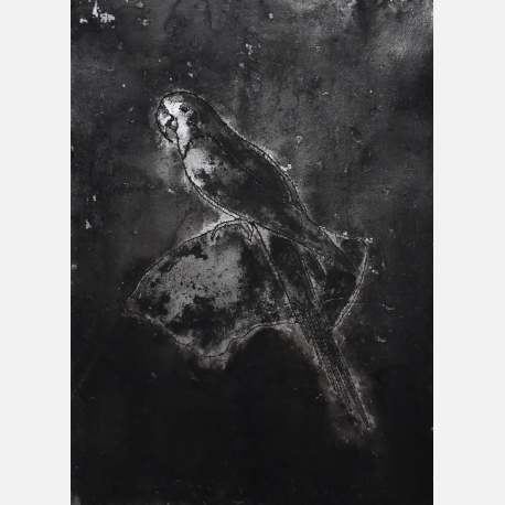 星象-鸚鵡 30X42cm 紙本、墨水、鋁箔、線 2017