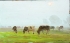 晨雾中的牛群