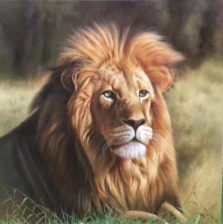 动物系列 狮子