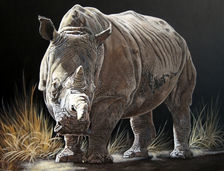 Rhinosceros 犀牛