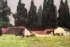 油画风景写生示范稿三幅（3）大树下的羊圈