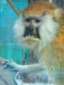 Portrait Pixel Monkey