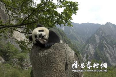 “震中熊猫影像日记”摄影展