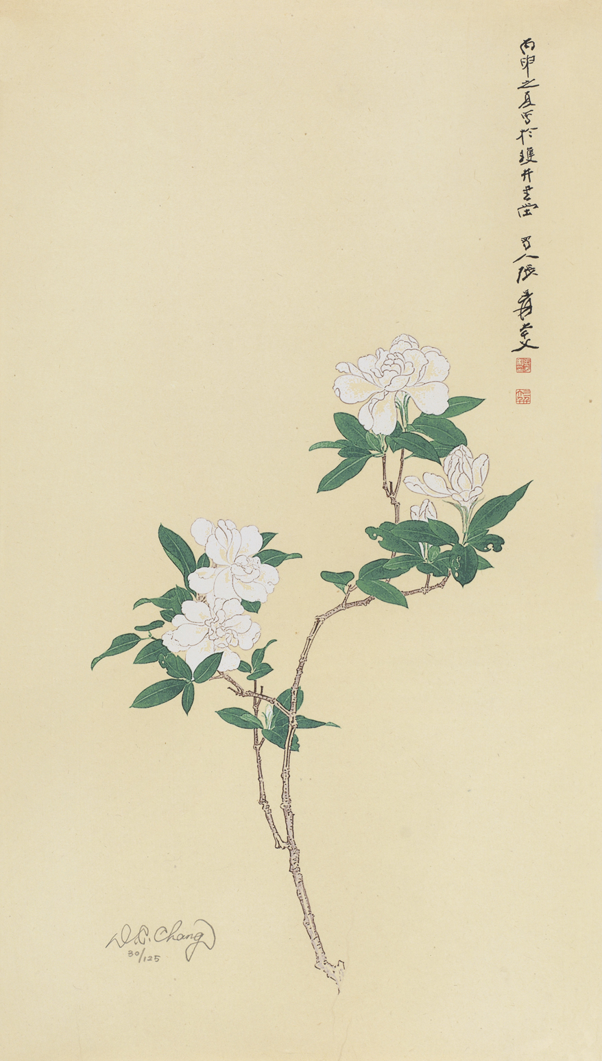 栀子花30/125